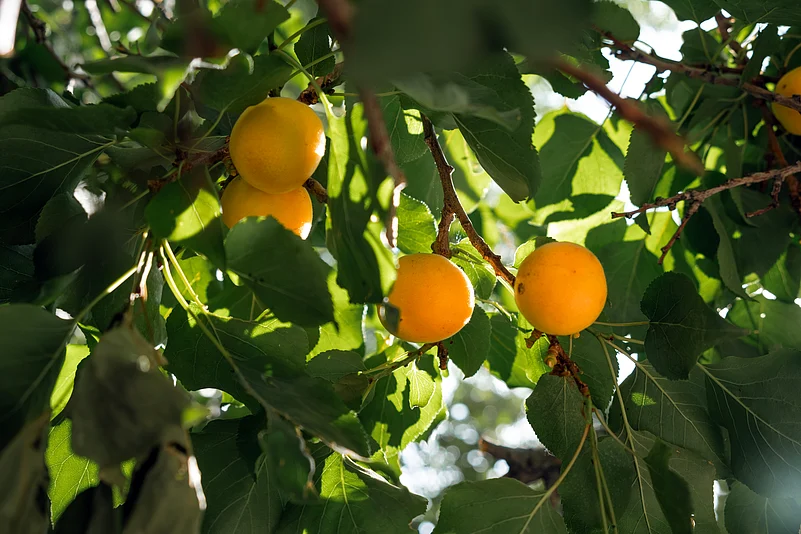 Apricots growing on a tree