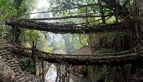 The Umshiang double-decker living root bridge