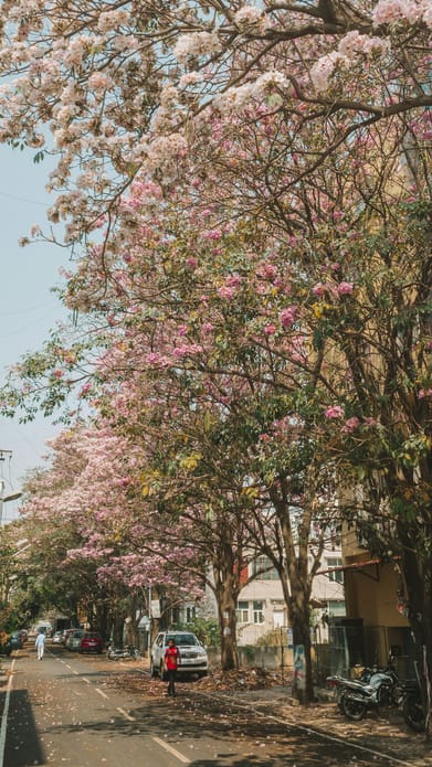 Unsplash : Cherry blossoms blooming in Bangalore