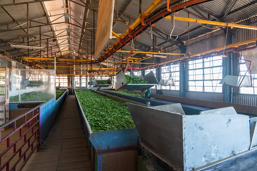 At the Nilgiris Tea Museum see how tea is made