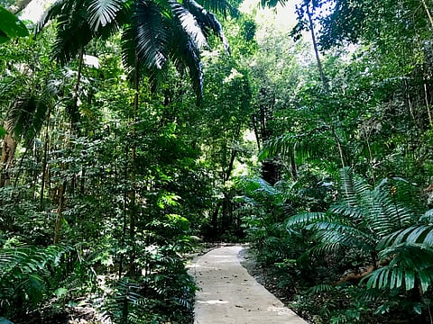 A nature walk through Welchman Hall Gully