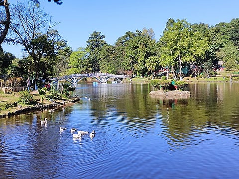 Feed the fish at Ward's Lake