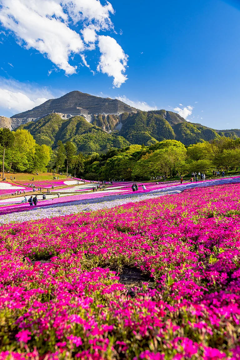 Hitsujiyama Park, Chichibu - Shutterstock