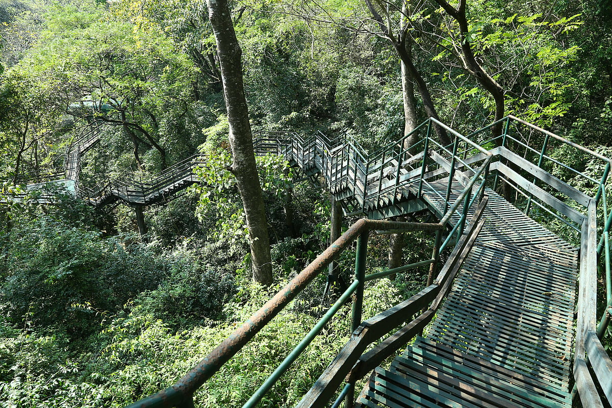 A pathway through the trees in Thenmala