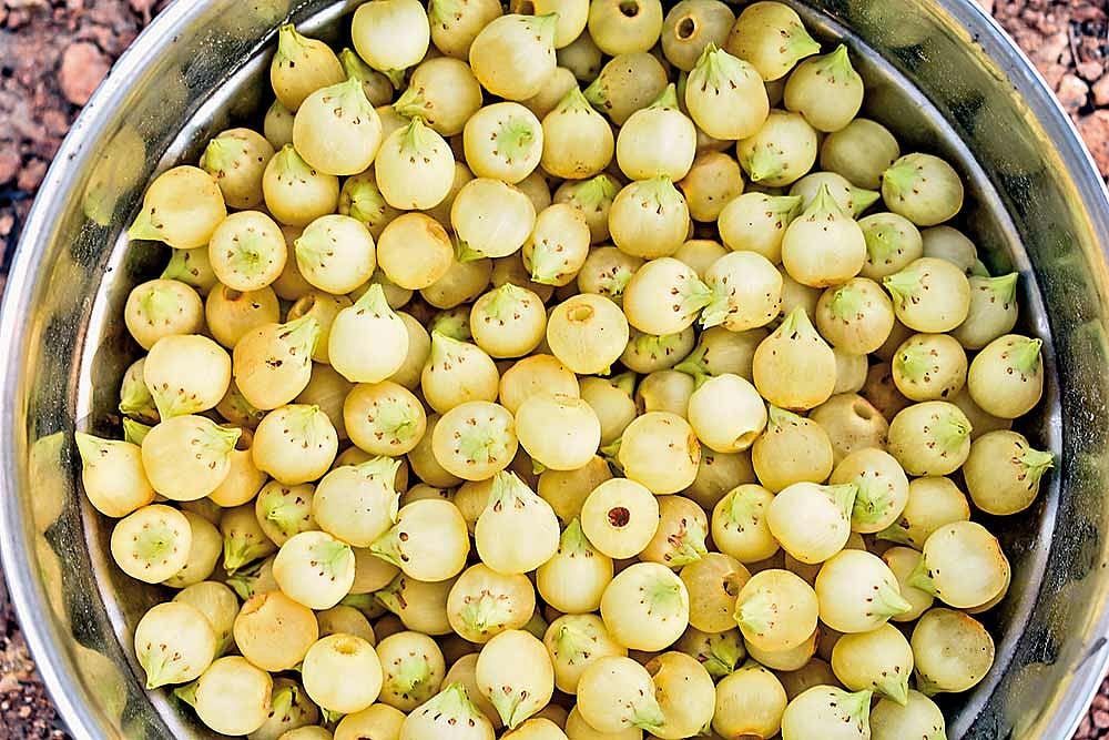 Mahua flowers collected in a pot at Kaptipada, Odisha