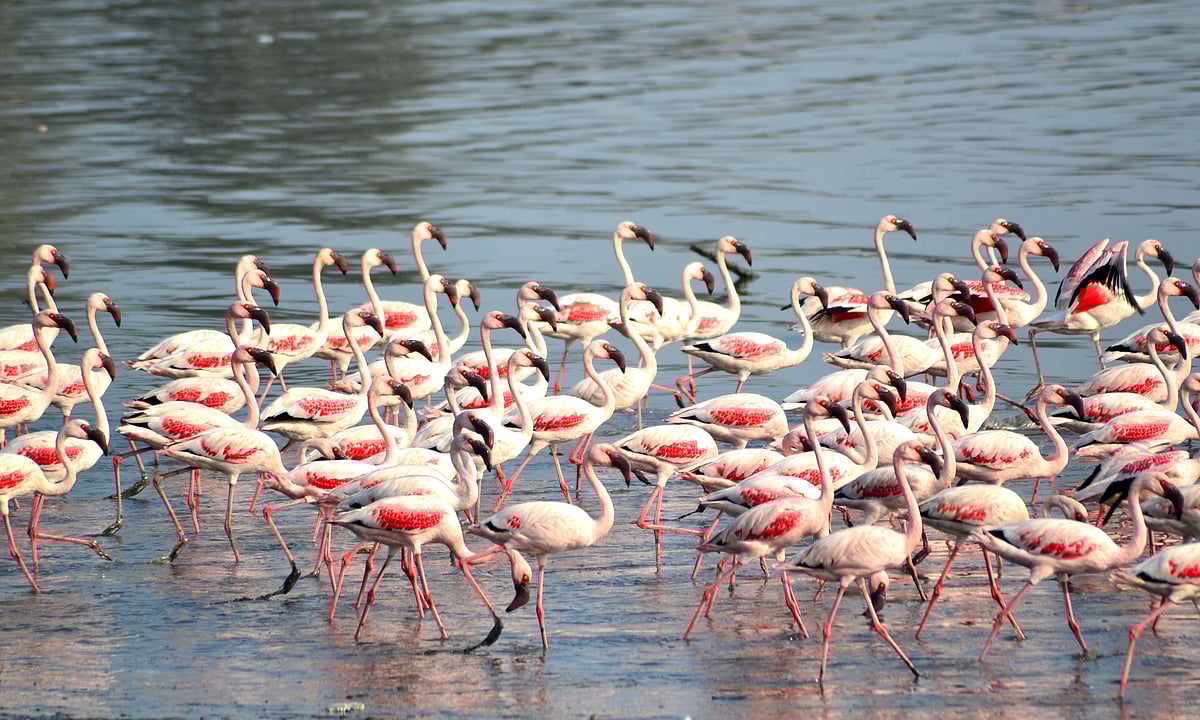 Flamingoes migrate to Mumbais wetlands every year