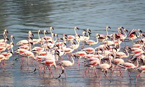 Flamingoes migrate to Mumbai's wetlands annually