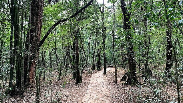 Daniel Romanson/Wikimedia Commons : The Sacred Grove of Mawphlang falls on the trekking route