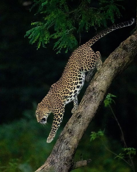 A leopard in Satpura National Park