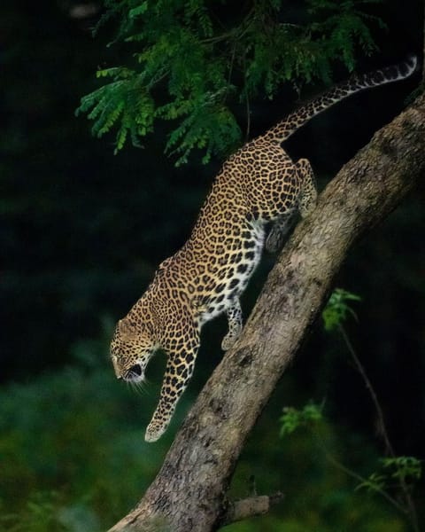 A leopard in Satpura National Park