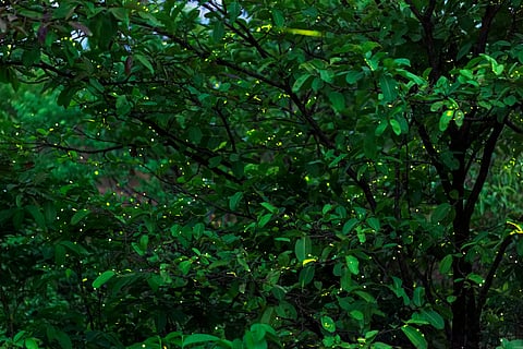 Fireflies skitter among trees in Maharashtra