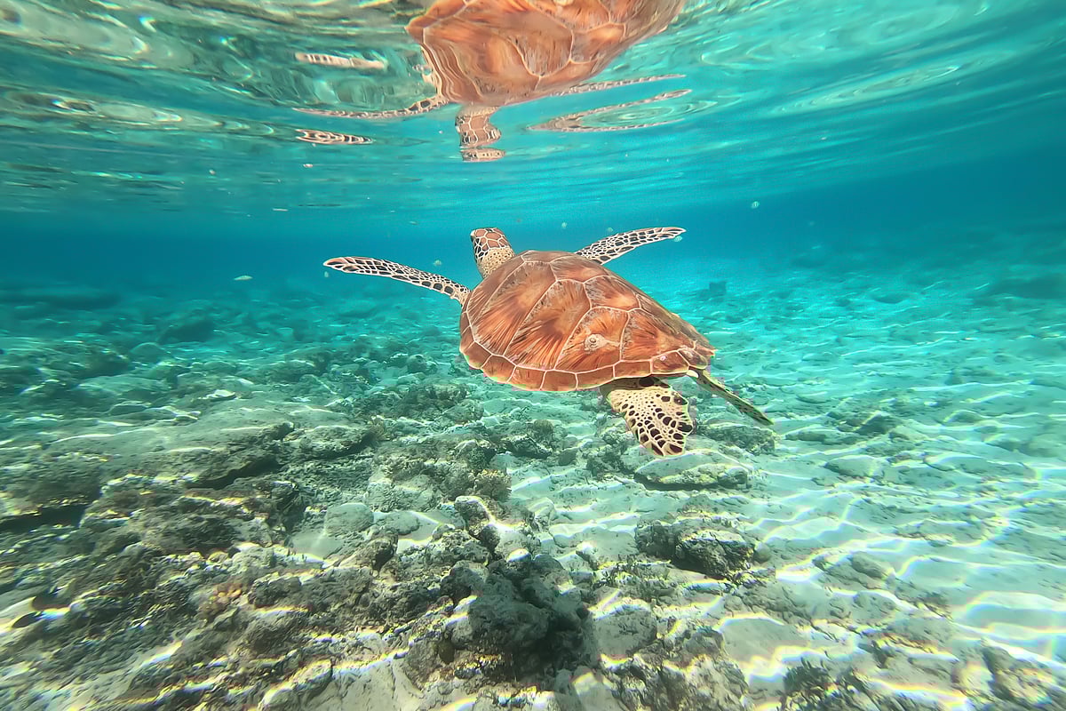 A turtle in the turquoise waters of Gili Trawangan