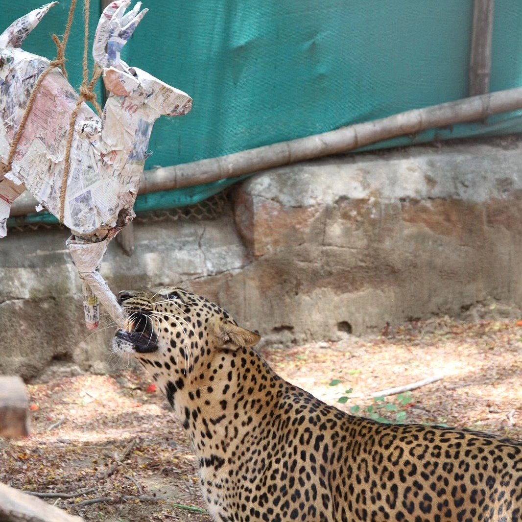 A leopard at Bannerughatta Biological Park 
