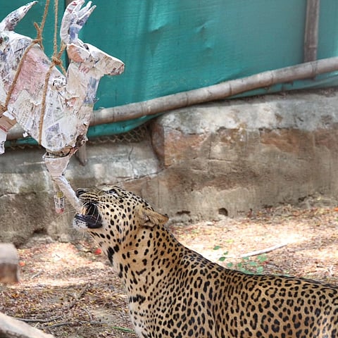 A leopard at Bannerughatta Biological Park