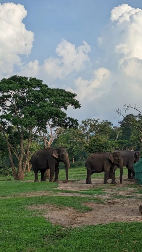 Inside Mudumalai National Park