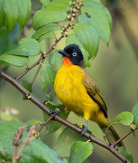 The flame-throated bulbul is the state bird of Goa