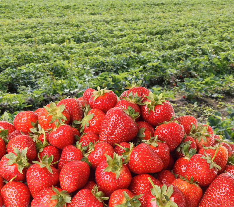 Fresh strawberries from the farm