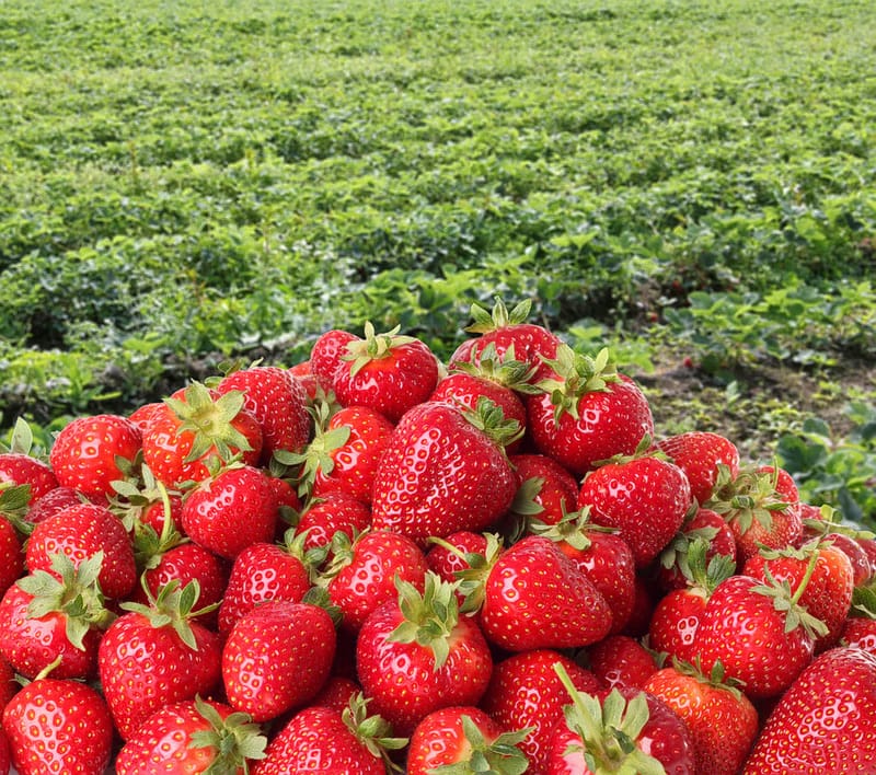 Fresh strawberries from the farm
