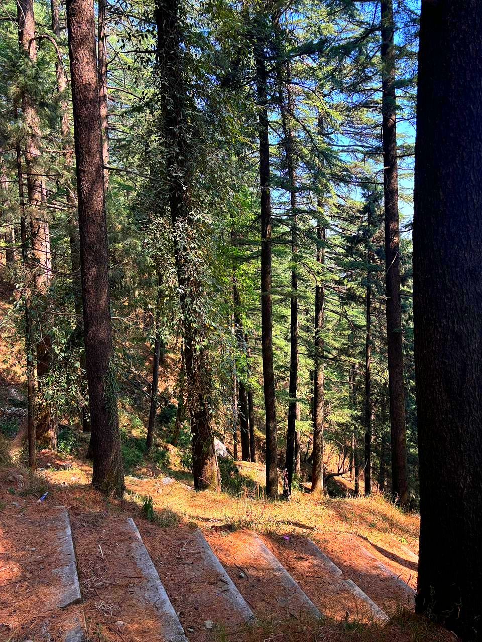 While at Brentwood Resort, one can head out for a picnic amidst the deodars