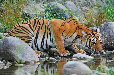 Sharad Vats says that the necessity for frequent access to water curtails tiger wanderings in the hot season when pools are few and far in between