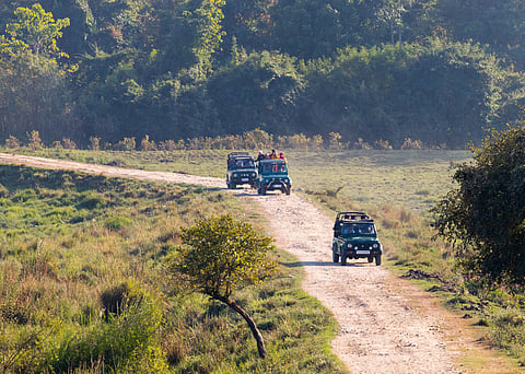 Go on at least 4-5 safaris to maximise your chances of seeing tigers