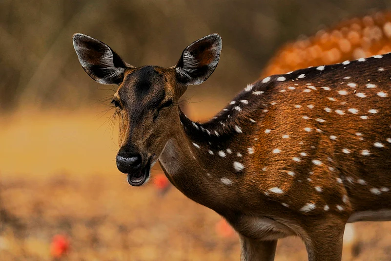 Spotted deer is common across Indian forests