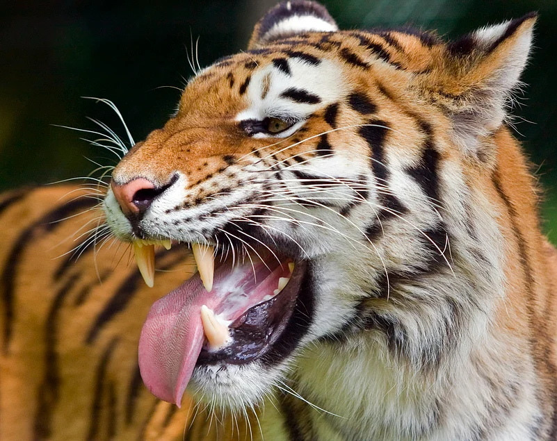 The magnificent tiger is in need of protection