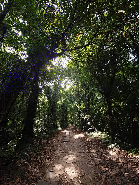 In the thicket of Pathiramanal