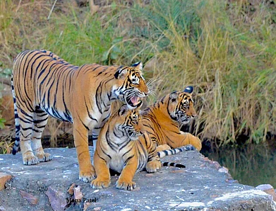 Copyright: Mona Patal for ranthamborenationalpark/Facebook : Tigers at Ranthambore National Park