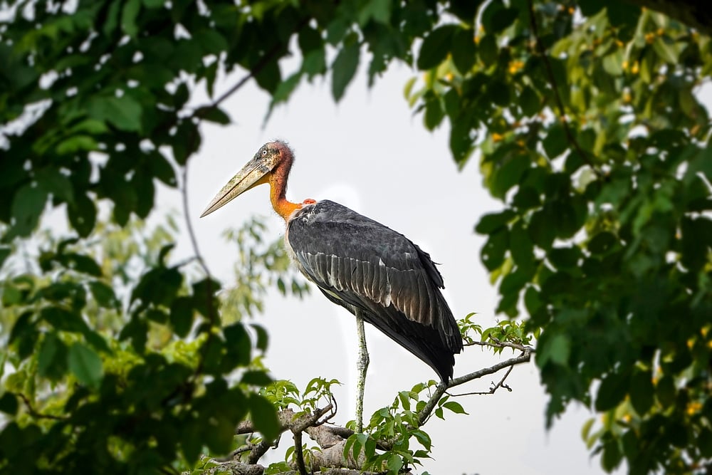 The greater adjutant stork is an endangered species