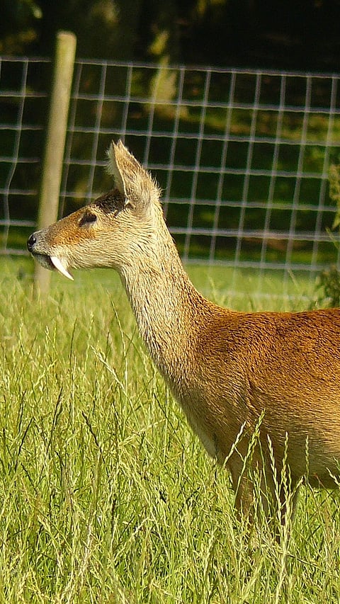 A shot of the Korean Water Deer