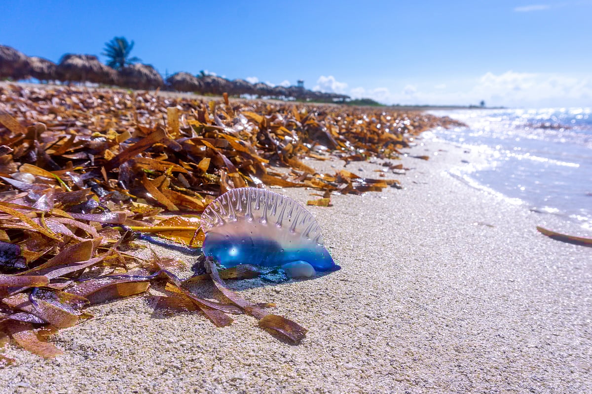 Indias Jellyfish-Prone Beaches