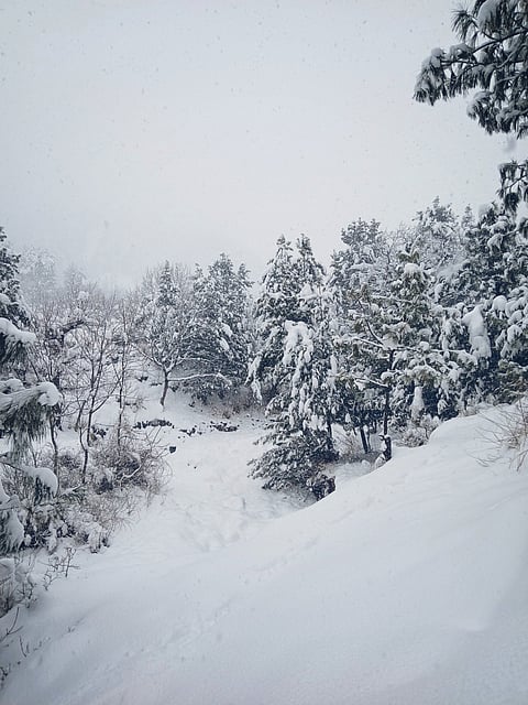 A view of the upper Dachigam National Park
