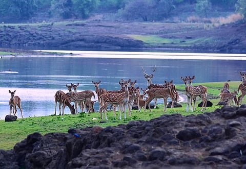 Deer at the Dumna Nature Reserve