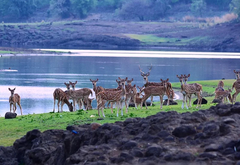 Deer at the Dumna Nature Reserve