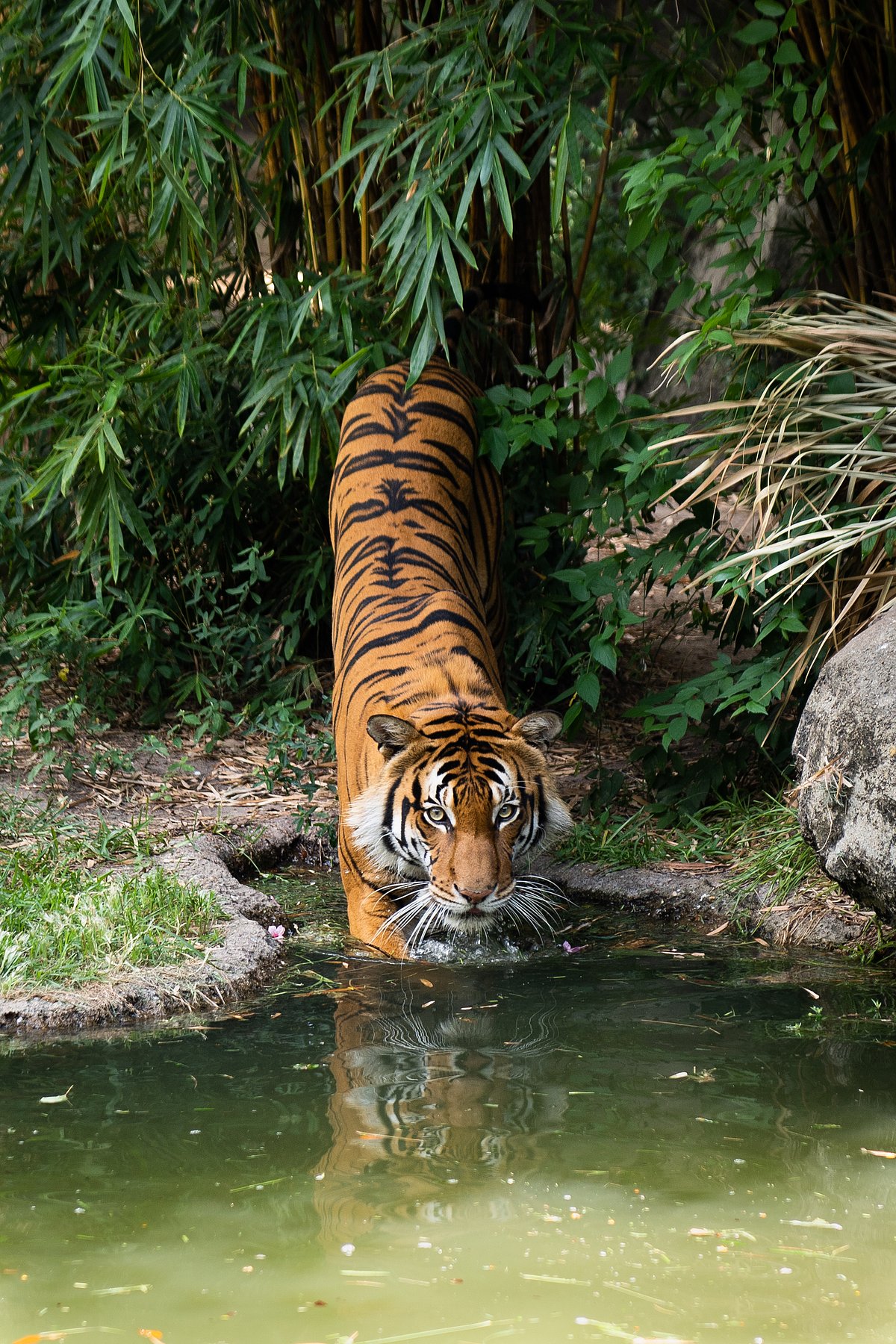 A tiger steps down into a pond - Shutterstock