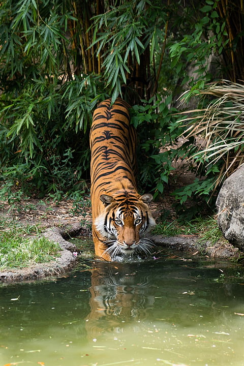 A tiger steps down into a pond