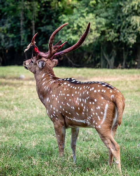 A chital deer at Wayanad Wildlife Sanctuary