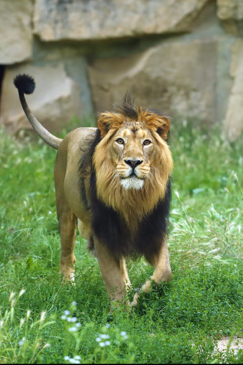 An Asiatic lion roams around in the wild