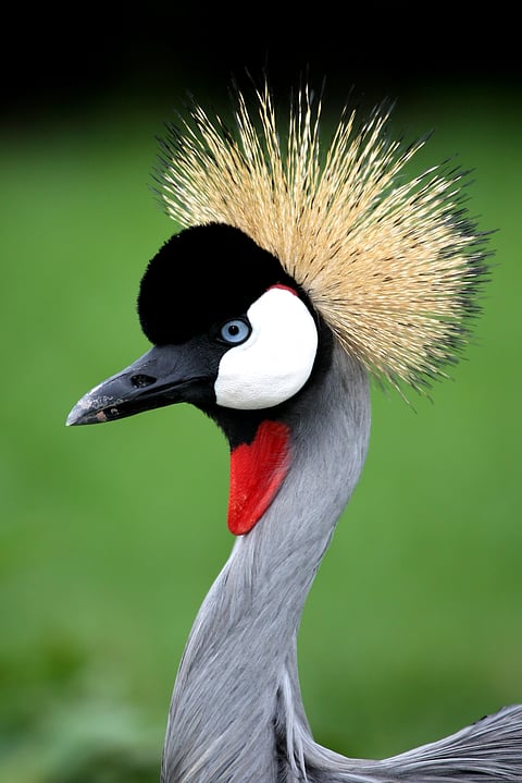 An elegant Red-crowned Crane