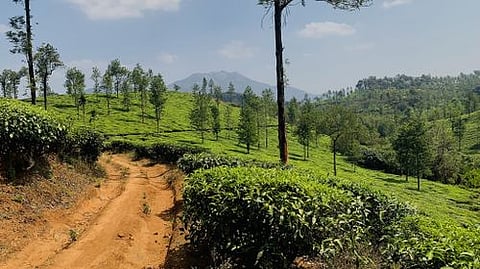 A trail in the tea plantations of Kerala