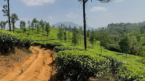 A trail in the tea plantations of Kerala