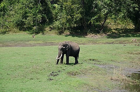 A tusker at Nagarhole