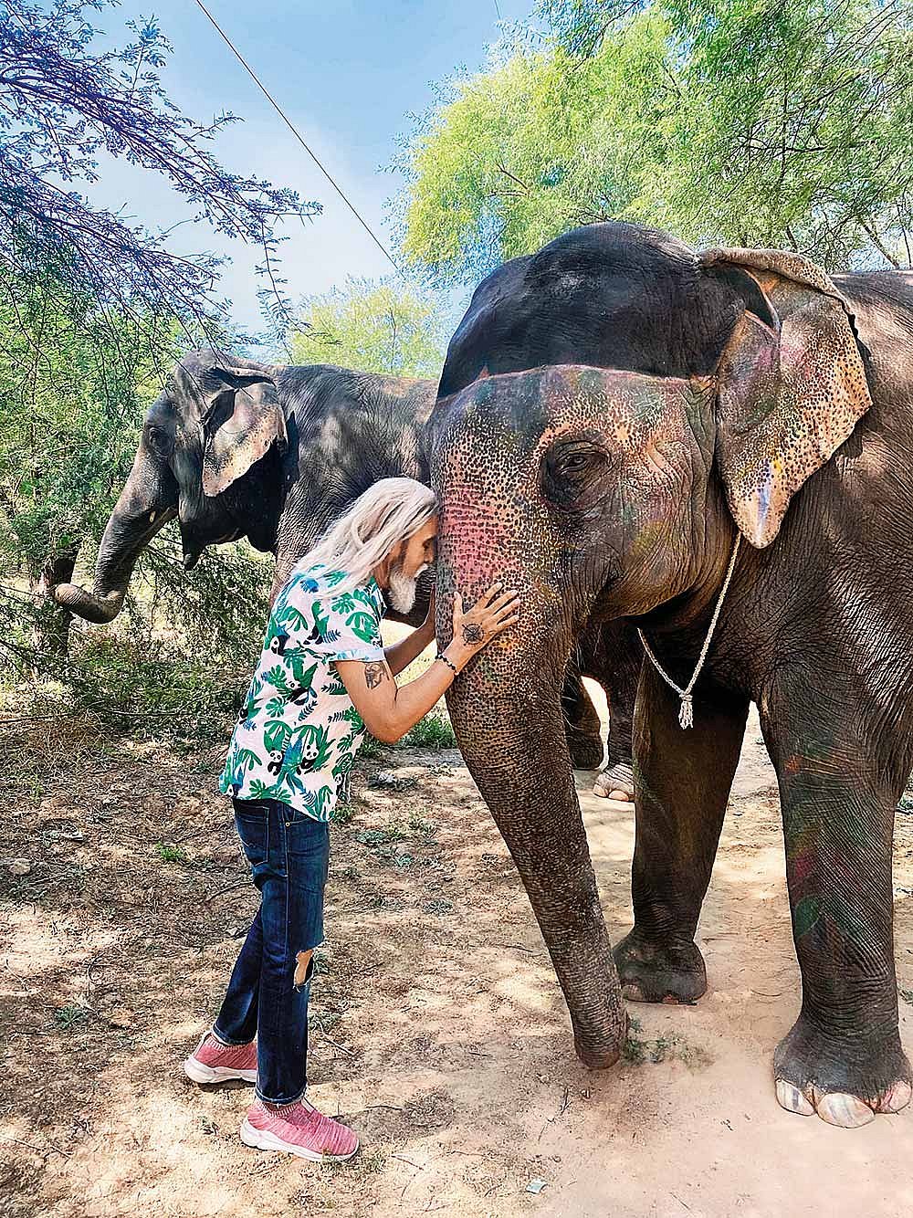 Mohan at Hathi Gaon near Jaipur, a safe sanctuary for rescue elephants