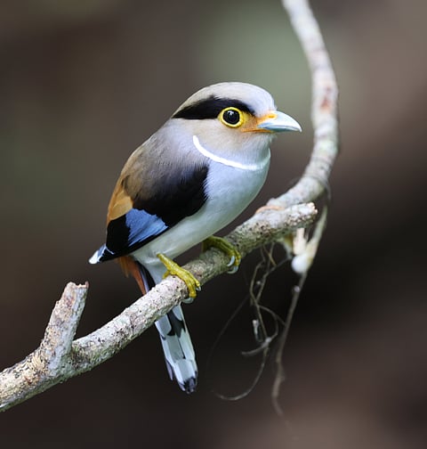 A fabulous silver-breasted broadbill from Kaeng Krachan National Park, Thailand