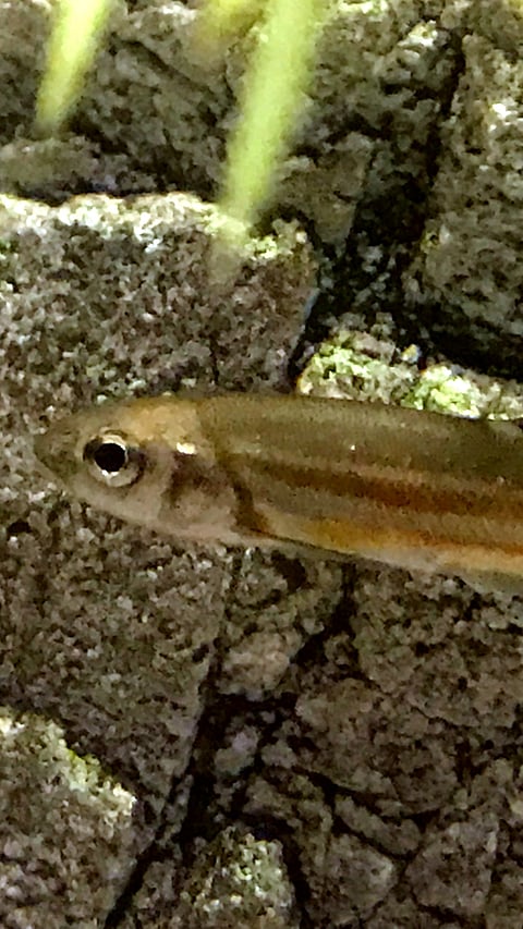 A look at the Kumgang Fat Minnow
