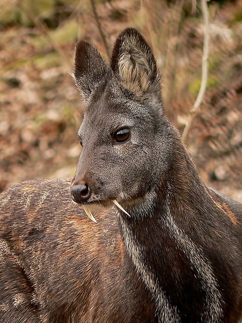 A view of a Siberian Musk Deer