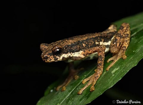 Endangered Malabar Tree Toad
( Pedostibes tuberculosus