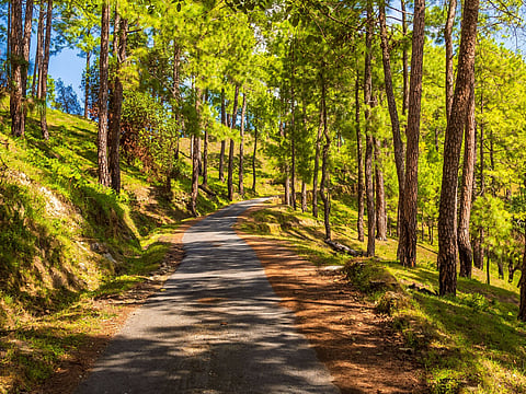 With limited mobile signal, Binsar is one of the few places where you can truly unplug 