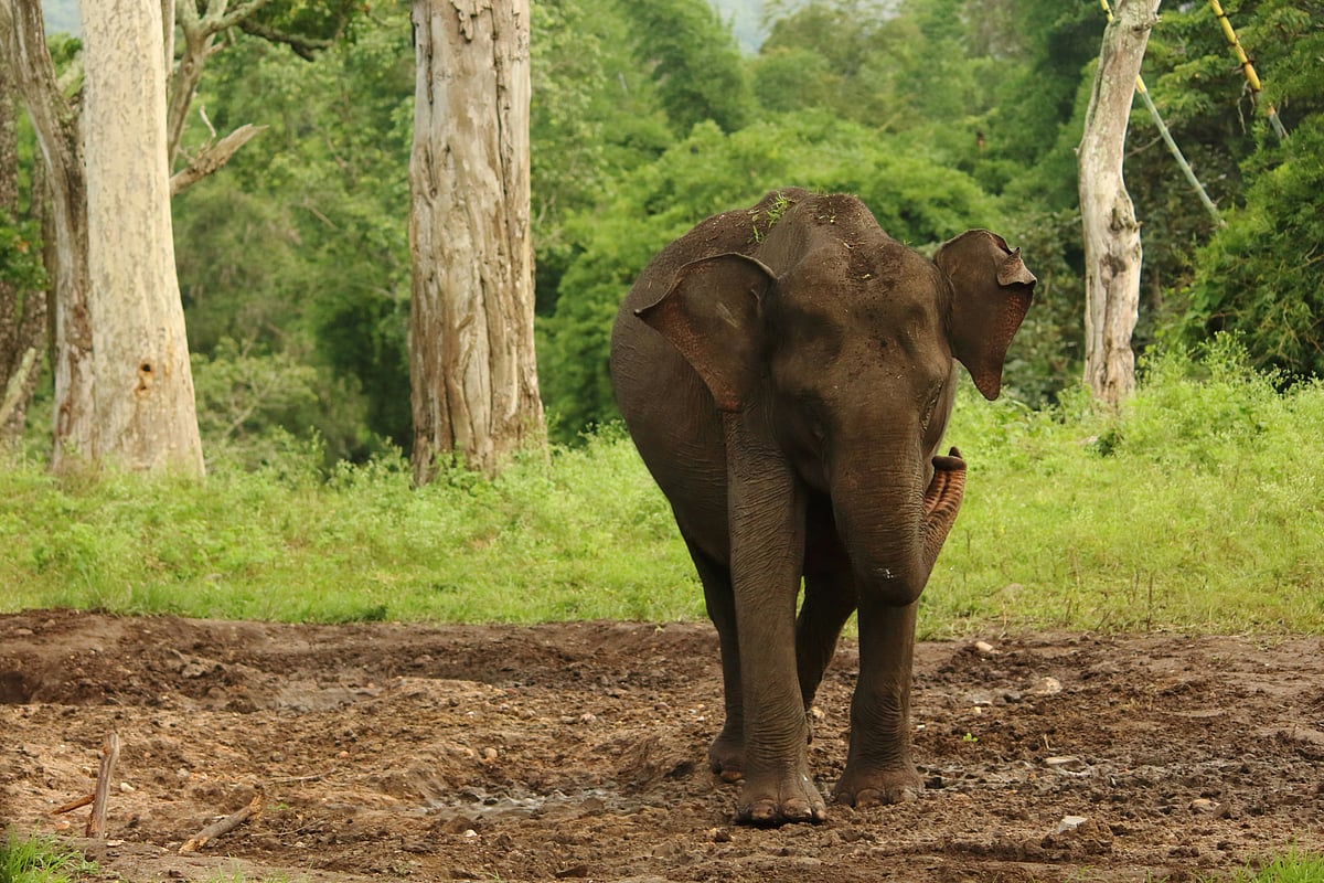 Elephants are a star attraction of Mudumalai